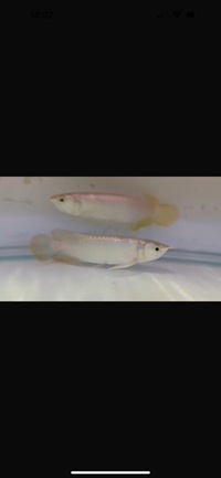 Pair of Banjar Red Arowana