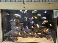Full tank of malawi need rehoming