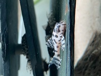 Hypancistrus L236SW fry