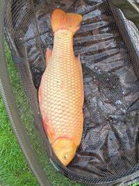 Large 19.5lb Chagoi Carp
