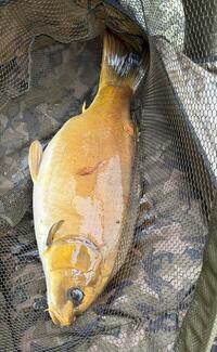Large 24.5lb Ghost Carp