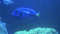 Regal tang 6”