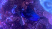 Regal tang 6”