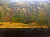 14 Bleeding Heart Tetras 