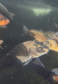 Ghost Common Carp Pond fish LARGE for sale