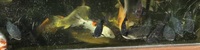 Ghost Common Carp Pond fish LARGE for sale