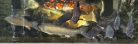 Ghost Common Carp Pond fish LARGE for sale