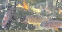 Ghost Common Carp Pond fish LARGE for sale