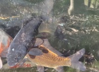 Ghost Common Carp Pond fish LARGE for sale