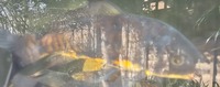 Ghost Common Carp Pond fish LARGE for sale