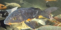 Ghost Common Carp Pond fish LARGE for sale