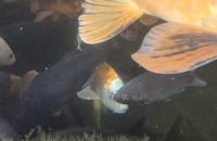Ghost Common Carp Pond fish LARGE for sale