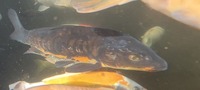 Ghost Common Carp Pond fish LARGE for sale