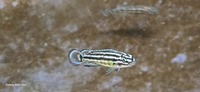 Julidochromis regani