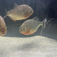 Red-Bellied Piranha - x4 XL £150