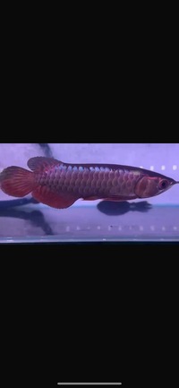 Malaysian Golden F2 wild Bloodline Juvenile Arowana