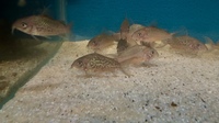 Brochis Pantanalensis C005 - F1, UK bred from wilds corydoras. Various options