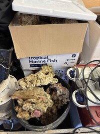 Fijian and Indonesian Rock + Show pieces