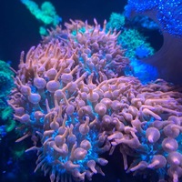 Red Bubble Anemony