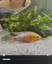 East London - Apistogramma hongsloi male 3 inches