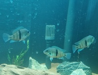 Neetroplus Nematopus cichlids