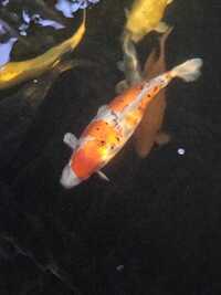 Koi x 9 2 sturgeon