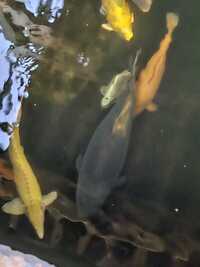 Koi x 9 2 sturgeon