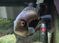 Uaru Triangle cichlid