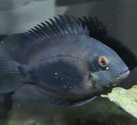 Uaru Triangle cichlid