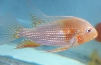 Luteus, fly river turtle, Stingray, super king Kong parrot, albino heckli and...