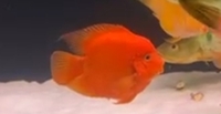 Luteus, fly river turtle, Stingray, super king Kong parrot, albino heckli and...