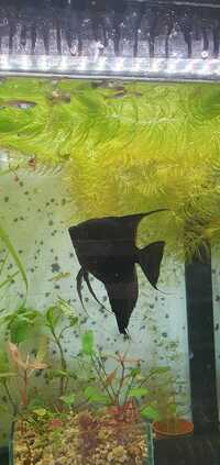 Black Angelfish 9-10cm