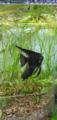 Angelfish 8-9cm