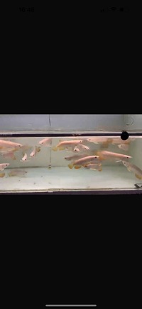 High Quality High Back Red Tail Golden Asian Arowana