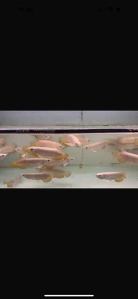 High Quality High Back Red Tail Golden Asian Arowana