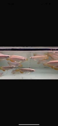 High Quality High Back Red Tail Golden Asian Arowana
