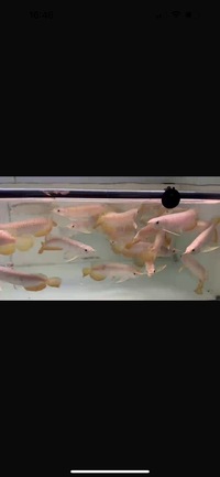 High Quality High Back Red Tail Golden Asian Arowana