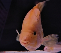 Luteus, fly river turtle, Stingray, super king Kong parrot, albino heckli and...