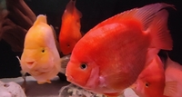 Luteus, fly river turtle, Stingray, super king Kong parrot, albino heckli and...