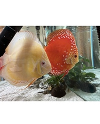 Various discus : Chens