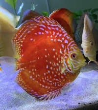 Various discus : Chens