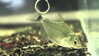 2 inch black piranha £60