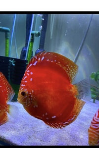 Various discus : Chens