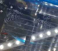 L046 L46 Zebra Pleco Hypancistrus Plecostomus Tropical freshwater fish