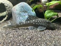 Blue phantom pleco L128