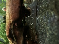 Blue phantom pleco L128