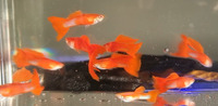 Line Bred Guppies - Albino Koi Ribbon Guppies