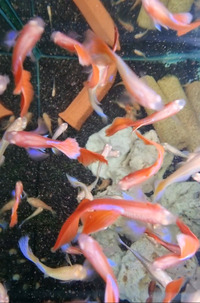 Line Bred Guppies - Albino Full Red, Blue Dumbo