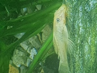 L144 Blue eyed lemon pleco fry