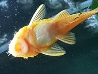 L144 Blue eyed lemon pleco fry